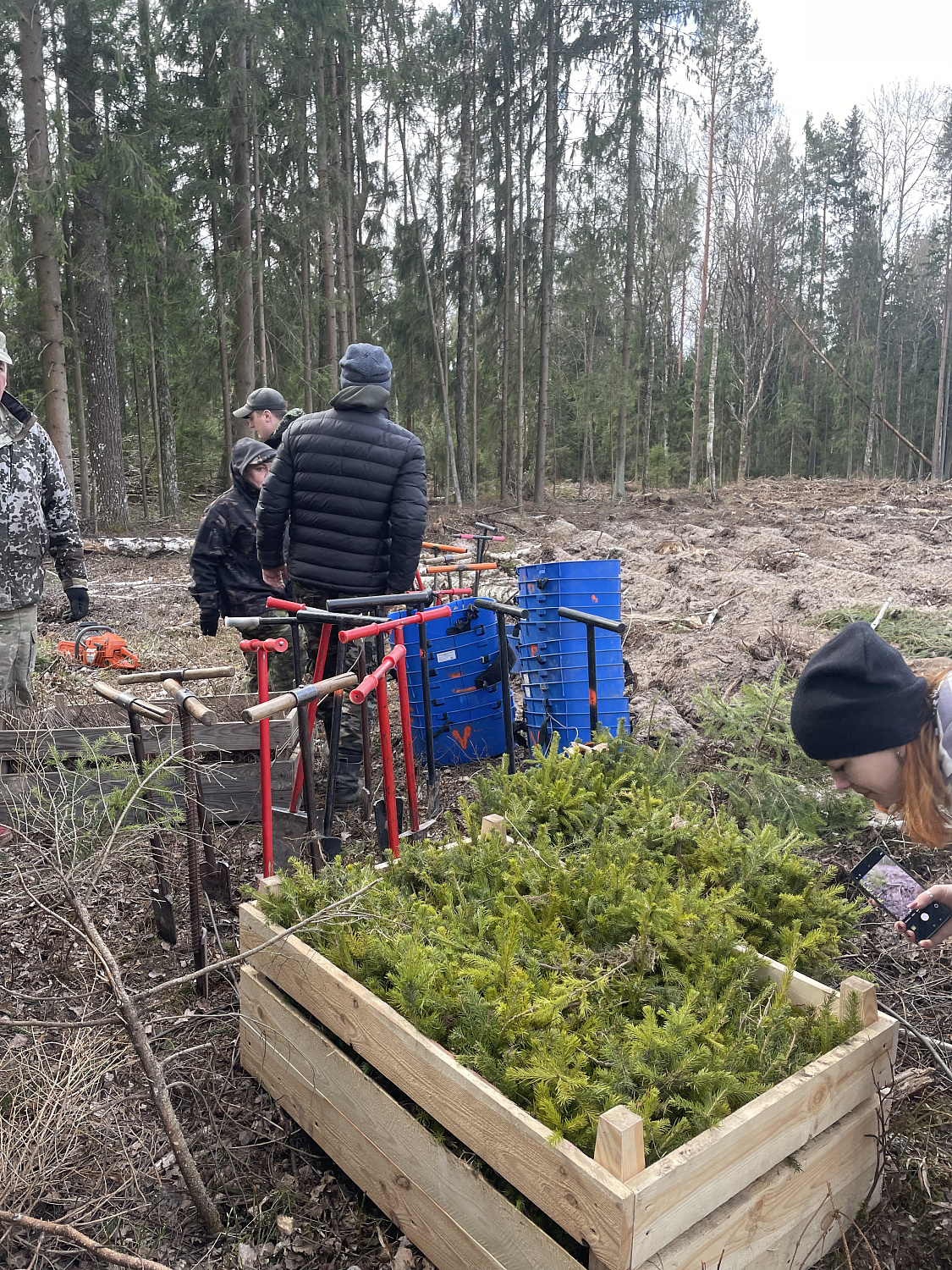 Дай лесу новае жыццё