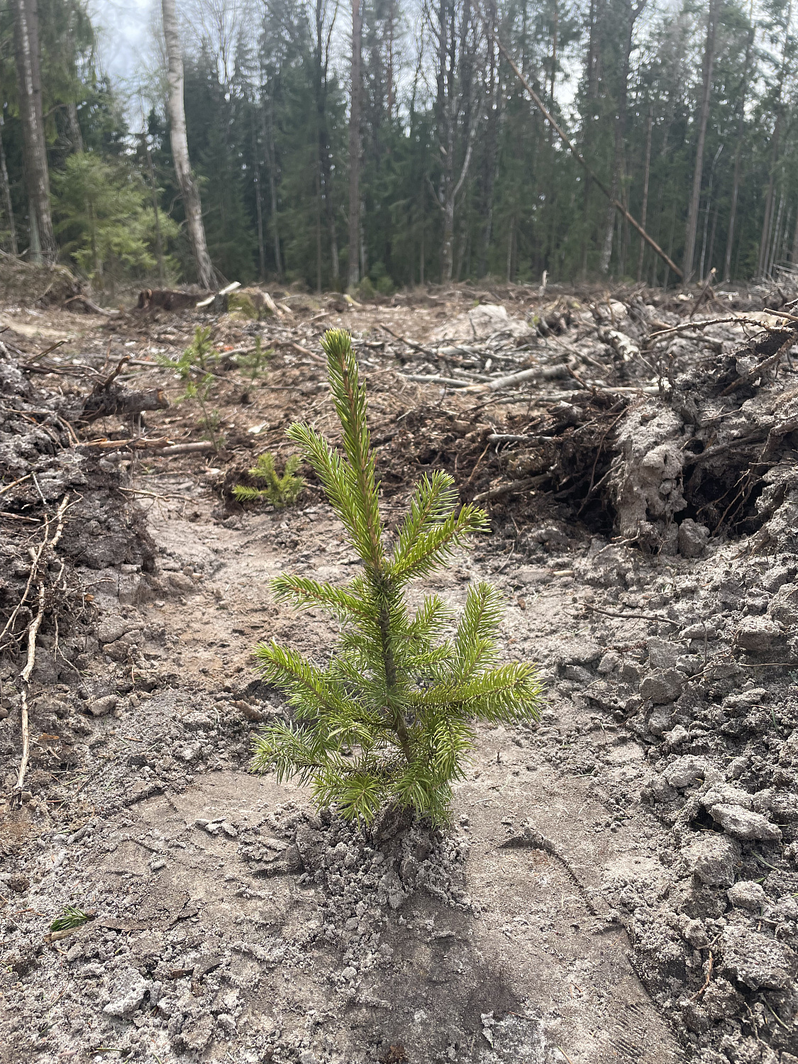 Дай лесу новае жыццё